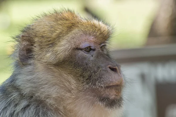 Nahaufnahme Eines Affen Einem Wald Während Des Tages — Stockfoto