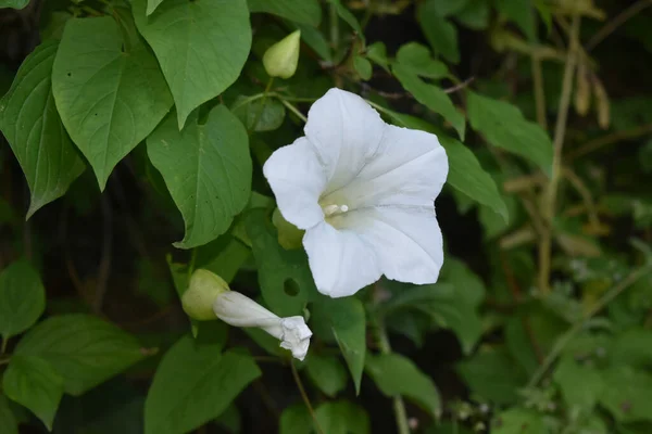 Close Branco Hedge Bindweed Crescido Jardim — Fotografia de Stock
