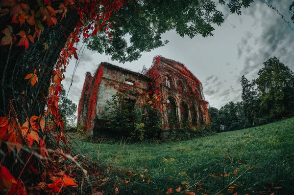 Scenic View Old Building Covered Red Autumn Leaves Cloudy Weather — Stok fotoğraf