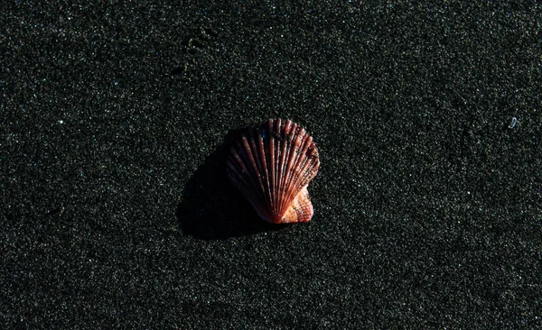 Eine Muschel Von Oben Auf Schwarzem Sand Unter Hellem Sonnenlicht — Stockfoto