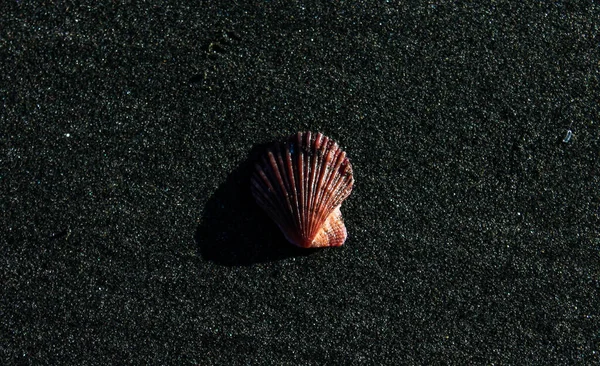 Une Vue Dessus Coquillage Sur Sable Noir Sous Soleil Éclatant — Photo