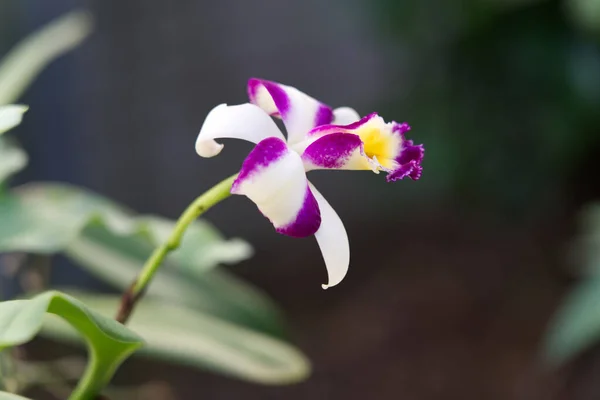 Closeup Shot Blooming Purple White Orchid — Fotografia de Stock