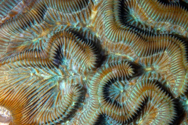 Closeup Shot Wave Coral Underwater Florida National Marine Sanctuary — Photo