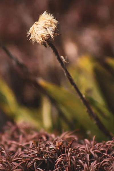 Крупним Планом Знімок Сухої Квітки Тридаксу — стокове фото