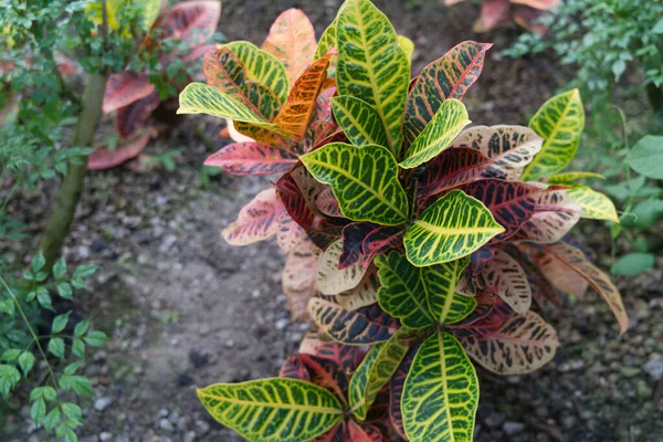 Primo Piano Una Pianta Variegata Crotone — Foto Stock