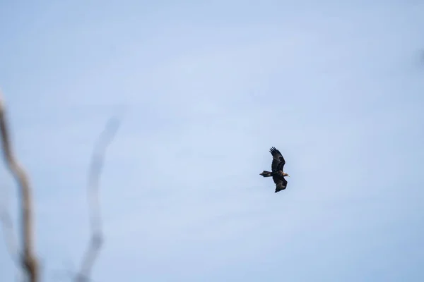 Låg Vinkel Skott Gyllene Örn Flyger Solljuset Och Blå Himmel — Stockfoto