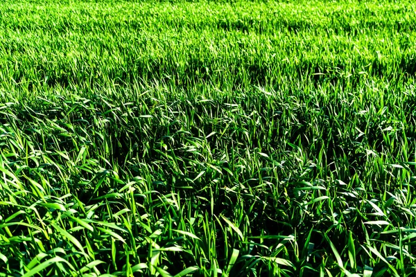 Bel Colpo Campo Vegetale Grano Verde Dettaglio Sfondo Concetto Agricoltura — Foto Stock