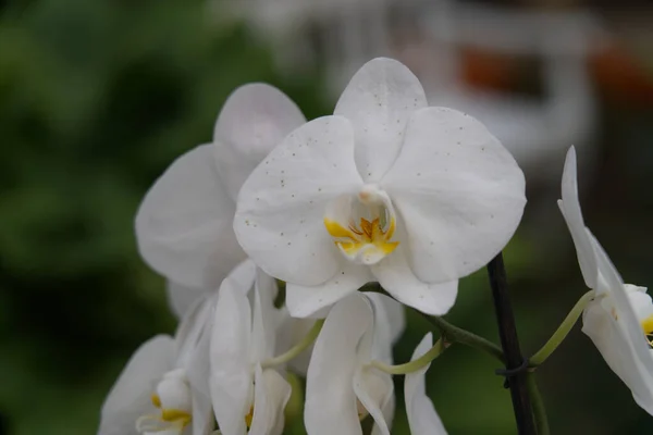 Selective Focus Shot Blooming White Moth Orchids — Fotografia de Stock