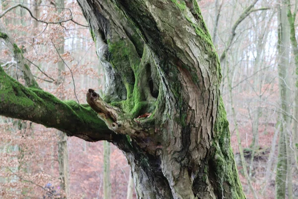 森の中に緑の苔を持つ木の幹の質感の閉鎖 — ストック写真