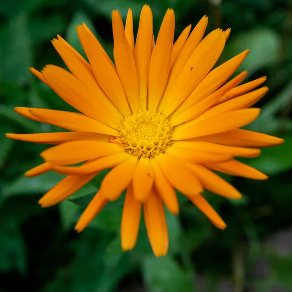 Close Shot Beautiful Orange Calendula Officinalis Pot Marigold Flower Isolated — Foto Stock