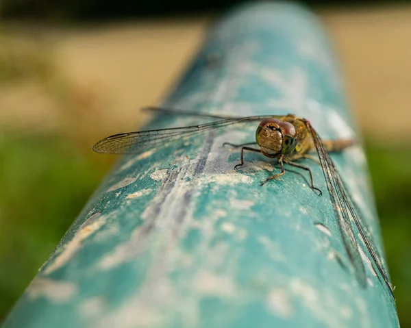 Nahaufnahme Einer Libelle Auf Einem Grunzigen Alten Verwitterten Rohr Tag — Stockfoto