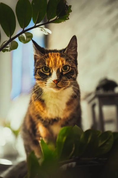 Vertical Shot Cat Indoors Blurred Background — Fotografia de Stock
