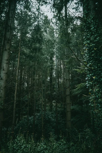 Árboles Verdes Altos Bosque Oscuro Irlanda — Foto de Stock