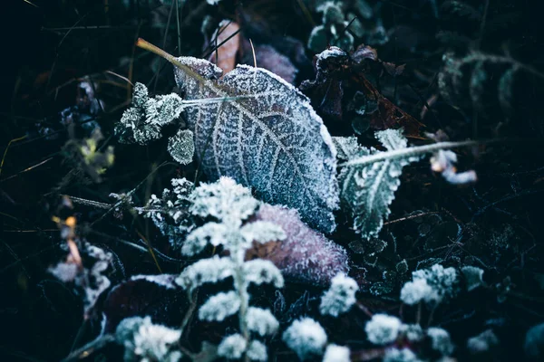 Färsk Frost Gräs Och Blad Vinterbakgrund — Stockfoto