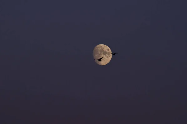 Uma Bela Cena Uma Lua Pássaros Voando — Fotografia de Stock