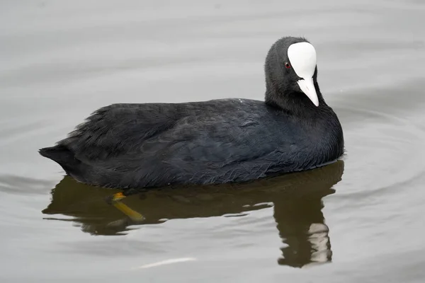 Nahaufnahme Einer Schwarz Weißen Ente — Stockfoto