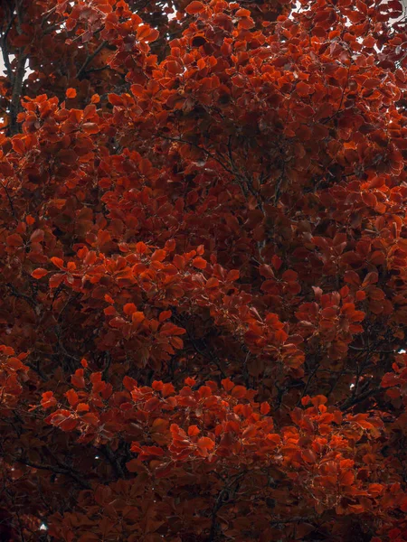 Ein Roter Ahorn Park — Stockfoto