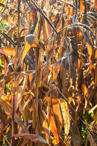 Een Schilderachtige Opname Van Een Maïs Plantage Veld Een Agrarische — Stockfoto