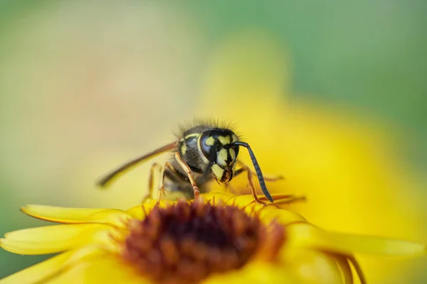 Closeup Shot Wasp Sunflower Blurred Background — Φωτογραφία Αρχείου