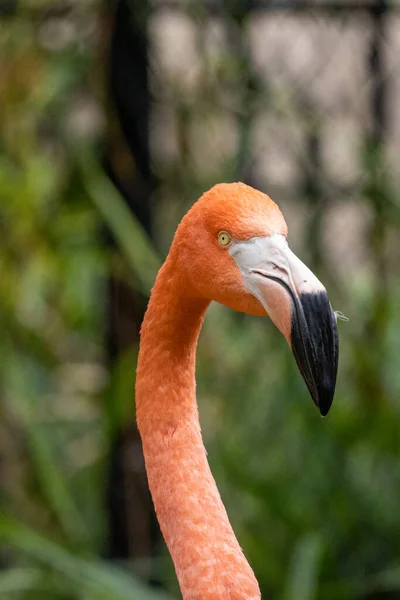Close Vertical Flamingo Hea — Fotografia de Stock