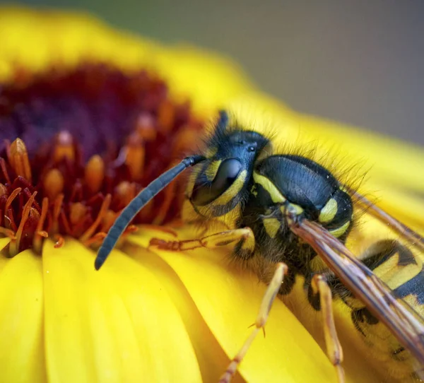 Nahaufnahme Einer Wespe Auf Einer Sonnenblume Mit Verschwommenem Hintergrund — Stockfoto