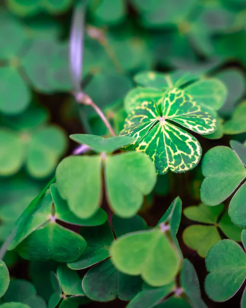 Pionowe Ujęcie Zielonych Liści Shamrock Rozmytym Tle — Zdjęcie stockowe