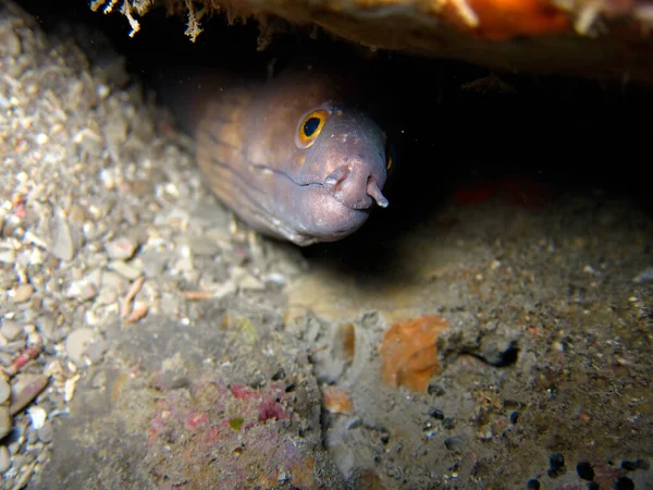 Closeup Shot Purplemouth Moray Eel Flower Garden Banks National Marine — Foto Stock