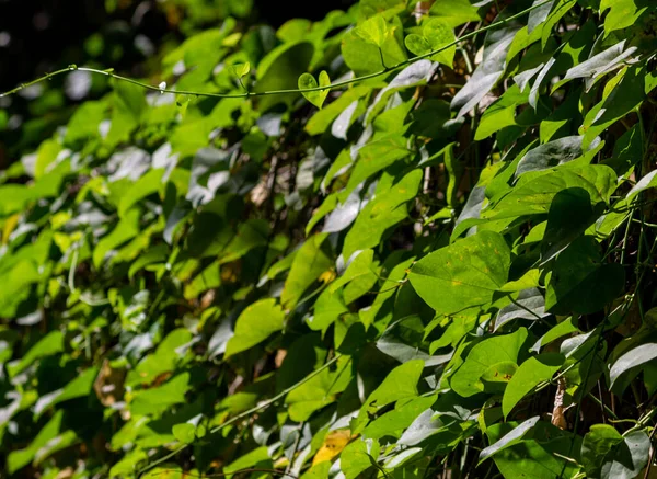 Scenic View Green Plant Leaves Sunny Weather — Stockfoto