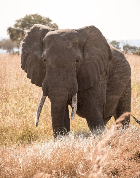 Słoń Afrykański Sawannie Mikumi — Zdjęcie stockowe
