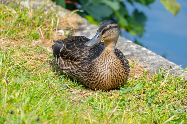 Gros Plan Canard Bord Lac — Photo