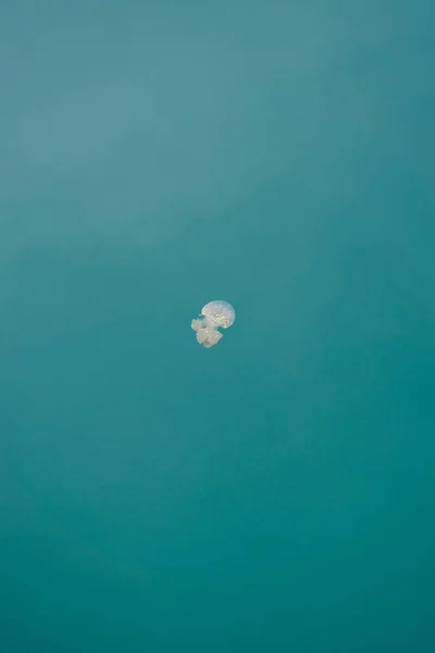 Μια Κάθετη Λήψη Μιας Όμορφης Χαριτωμένης Μέδουσας Που Κολυμπά Στα — Φωτογραφία Αρχείου