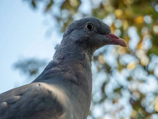 公園内の鳥 — ストック写真