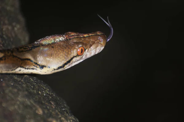 Closeup Reticulated Python Malayopython Reticulatus Cambodia — Φωτογραφία Αρχείου