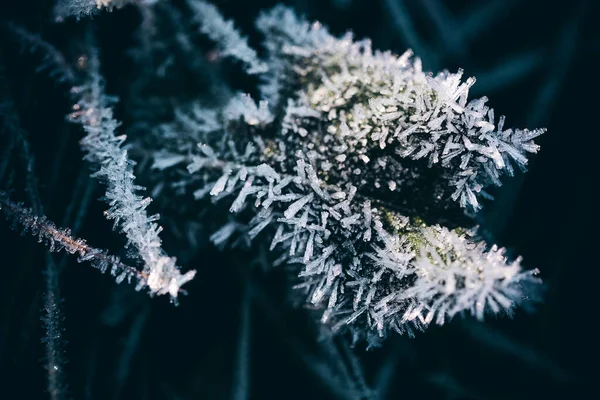 Gelo Fresco Erba Foglie Carta Parati Invernale — Foto Stock