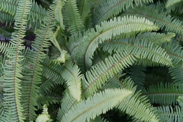 Closeup Shot Lush Mmon Sword Fern — Stock Photo, Image