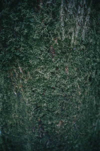 이끼로 뒤덮인 나무줄기 — 스톡 사진