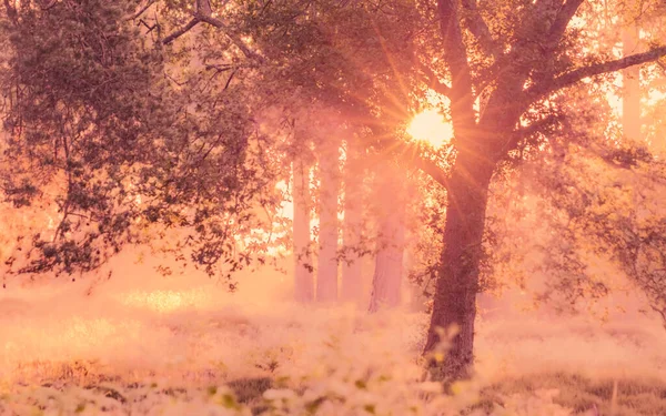 神秘的な森の中の美しい太陽のぬれた風景 — ストック写真