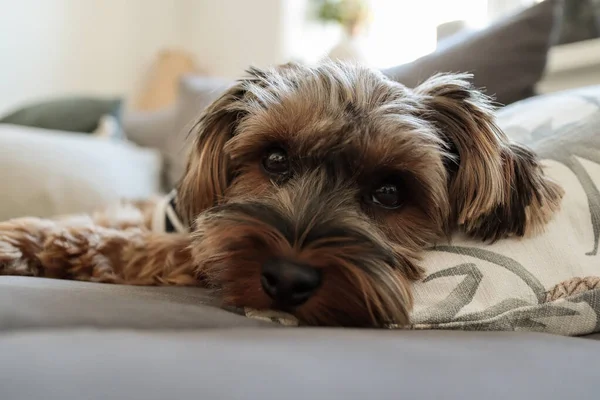 Selective Cute Yorkshire Terrier Resting Sofa — Zdjęcie stockowe