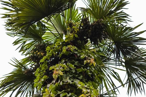 Niski Kąt Strzał Tropikalnej Palmy — Zdjęcie stockowe