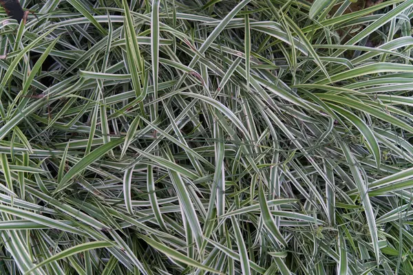 Closeup Shot Green Grass Texture — Stock Photo, Image