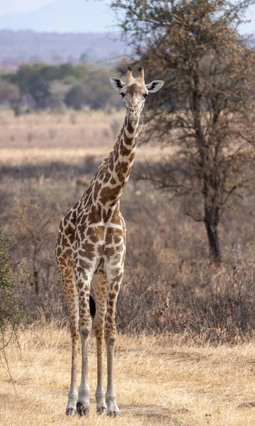 Eine Vertikale Aufnahme Einer Giraffe Der Savanne Von Mikumi — Stockfoto