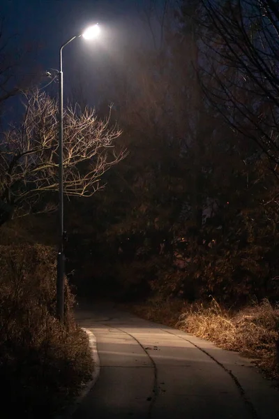 公園内のライトアップされた通路は 木々の葉が茂っています — ストック写真