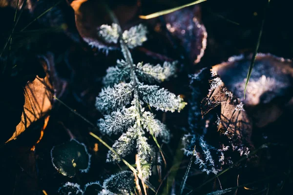 Een Close Van Planten Gras Bedekt Met Wintervorst — Stockfoto
