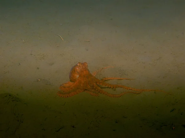 Ośmiornica Cordell Bank National Marine Sanctuary — Zdjęcie stockowe