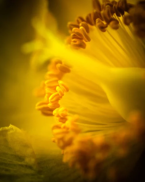 Vertical Shot Yellow Flower Wallpaper Background — Foto de Stock