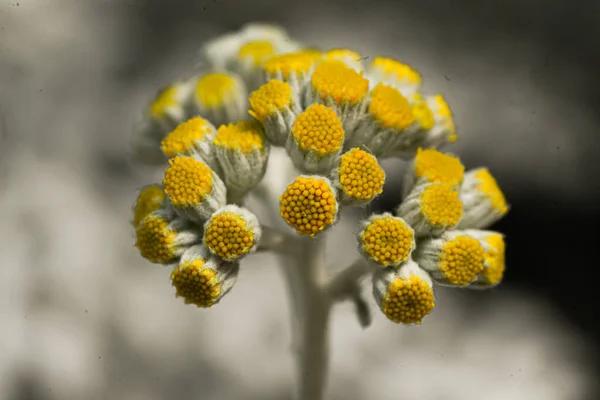 Ein Selektiv Einer Currypflanze Helichrysum Arenarium Garten — Stockfoto