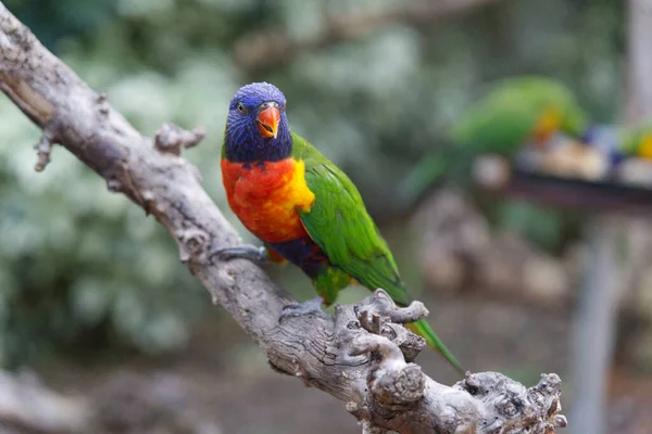 Lori Arco Iris Encaramado Una Rama — Foto de Stock