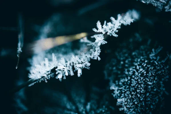 Macro Shot Frost Leaves — Stok fotoğraf