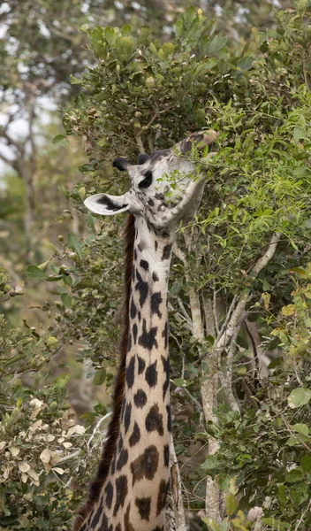 Eine Vertikale Aufnahme Einer Giraffe Der Savanne Von Mikumi — Stockfoto