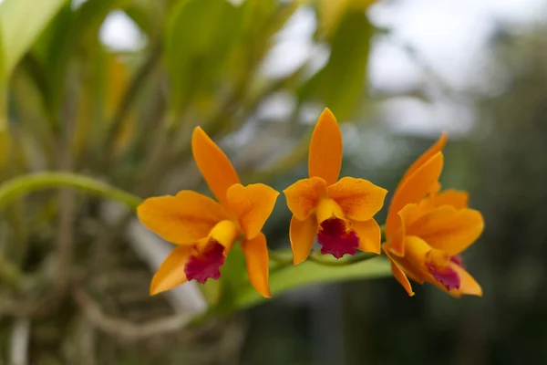 Une Mise Point Sélective Des Orchidées Orange — Photo